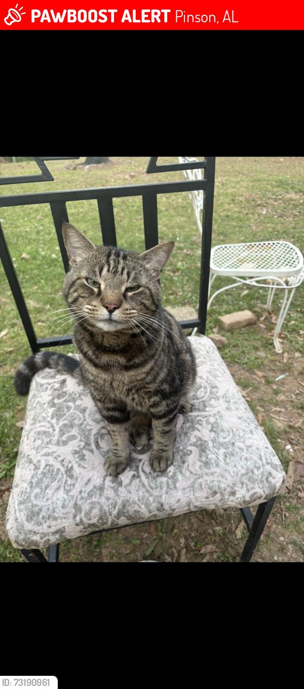 Lost Male Cat last seen Sharon church rd Pinson Alabama, Pinson, AL 35126