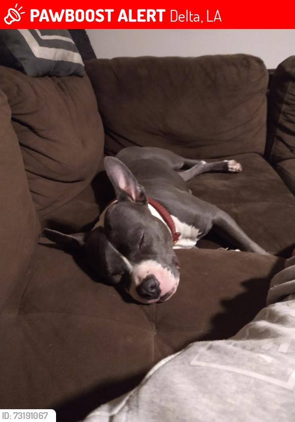 Lost Female Dog last seen Stafford Dr Delta Louisiana, Delta, LA 71233