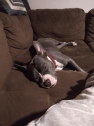 Lost Female Dog last seen Stafford Dr Delta Louisiana, Delta, LA 71233