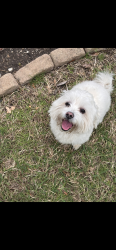 Reunited Male Dog last seen Hillcrest rd, Dallas, TX 75248