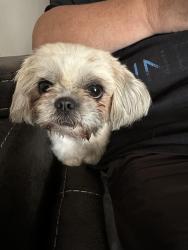Found/Stray Unknown Dog last seen Expedition ct and strata dr, Berkeley County, WV 25403