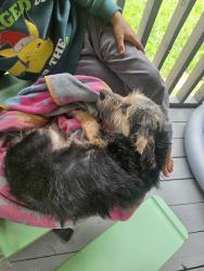 Found/Stray Male Dog last seen FM 1010 and Plum Grove, Cleveland, TX 77327