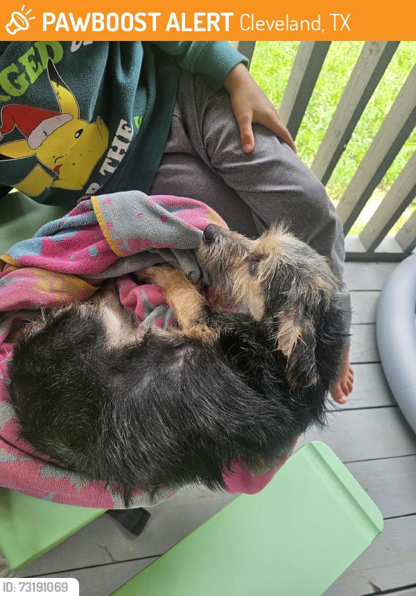 Found/Stray Male Dog last seen FM 1010 and Plum Grove, Cleveland, TX 77327