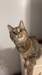 Reunited Female Cat last seen Wall Triana Hwy, Madison, AL 35757