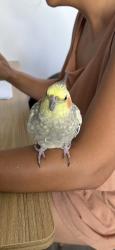 Lost Female Bird last seen Las Palmas apmt, Fullerton, CA 92832