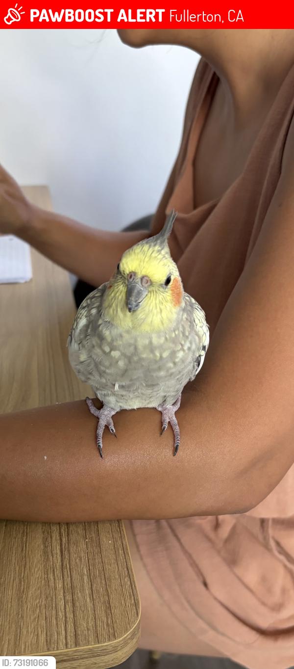 Lost Female Bird last seen Las Palmas apmt, Fullerton, CA 92832