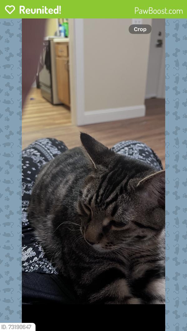 Reunited Male Cat last seen Silver st Manchester Nh, Manchester, NH 03103