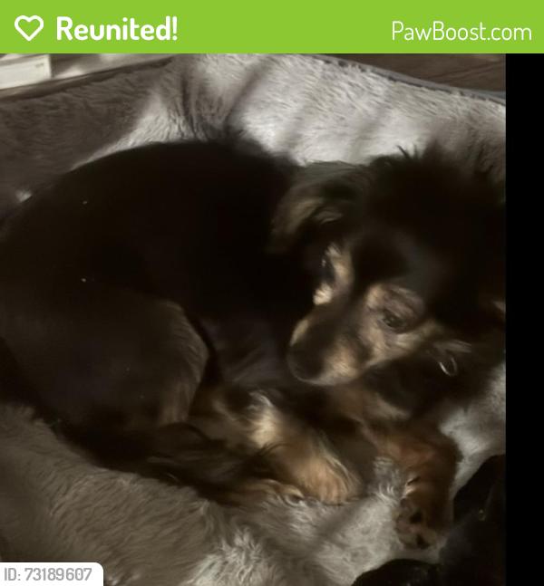 Reunited Male Dog last seen Malvern, Fullerton, CA 92832