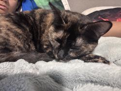 Lost Female Cat last seen Tortoise Ct and 115ave coyote lakes golf course, Surprise, AZ 85378