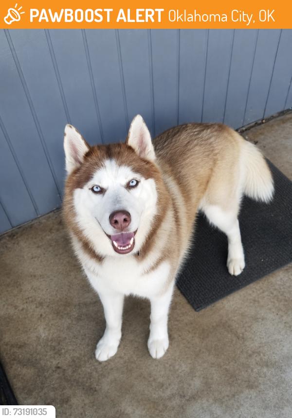 Found/Stray Female Dog last seen NE 33rd and N Prospect, Oklahoma City, OK 73111