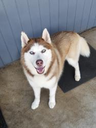 Found/Stray Female Dog last seen NE 33rd and N Prospect, Oklahoma City, OK 73111