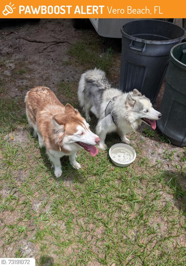 Found/Stray Unknown Dog last seen 28th av & 27th av, Vero Beach, FL 32960