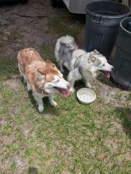 Found/Stray Unknown Dog last seen 28th av & 27th av, Vero Beach, FL 32960