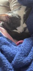 Reunited Female Cat last seen Marvin Rd, Greene County, TN 37818