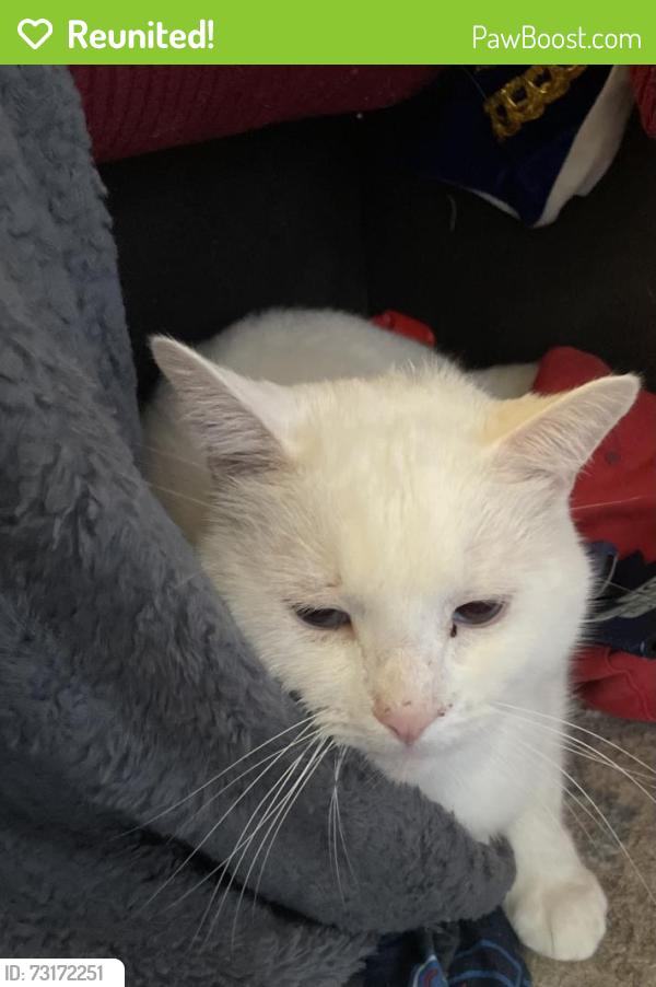 Reunited Male Cat last seen Westwood, Ledge road, Linda Drive, Plainville, CT 06062