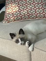Lost Male Cat last seen SW 134th st. & western, Oklahoma City, OK 73170
