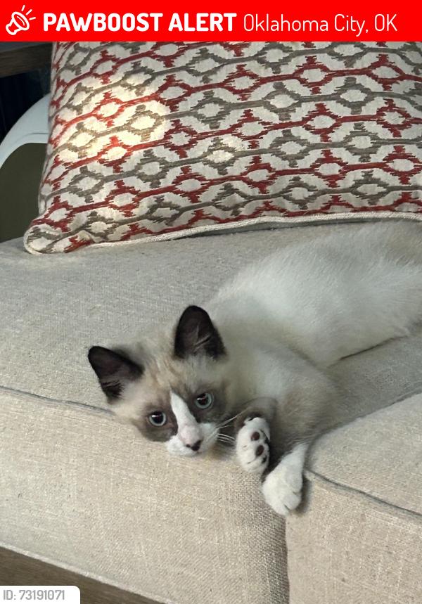 Lost Male Cat last seen SW 134th st. & western, Oklahoma City, OK 73170