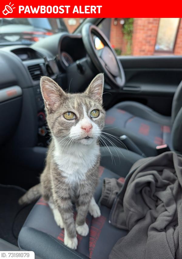 Lost Female Cat last seen The Oaks, Eaves Green, Chorley, Lancashire, England PR7 3QX