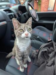 Lost Female Cat last seen The Oaks, Eaves Green, Chorley, Lancashire, England PR7 3QX