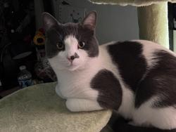 Reunited Male Cat last seen Barrie & Ruston, Flint, MI 48507