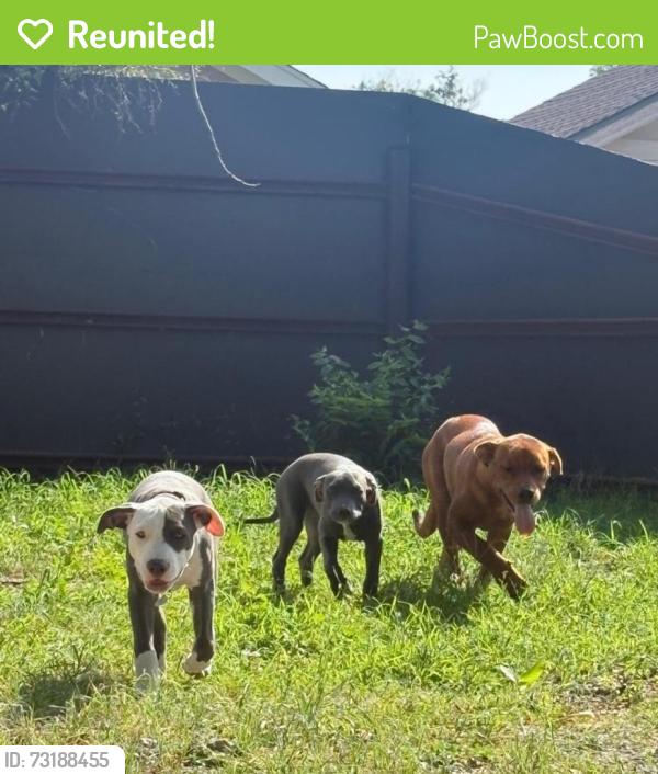 Reunited Male Dog last seen Near E Grand Ave Dallas, TX 75223 Estados Unidos, Dallas, TX 75223