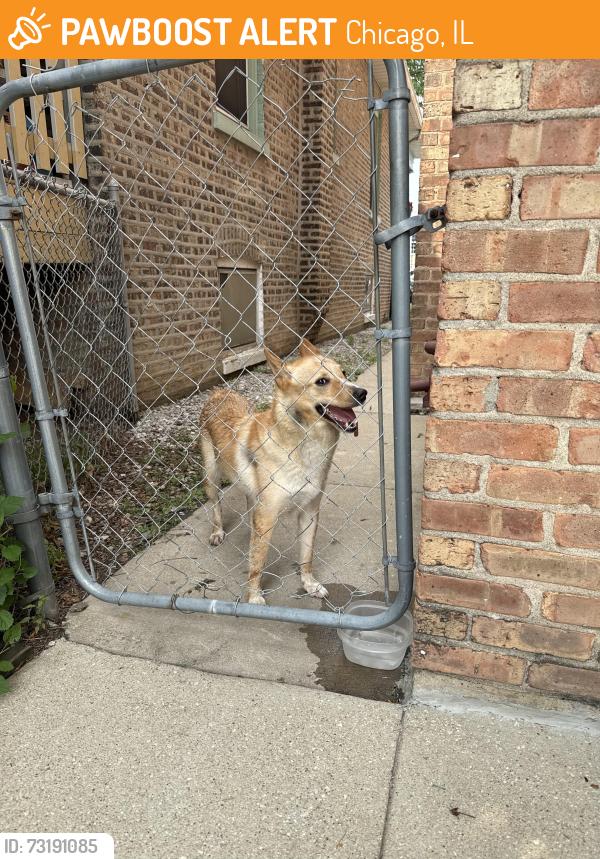Found/Stray Female Dog last seen Austin and grand, Chicago, IL 60639