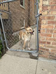 Found/Stray Female Dog last seen Austin and grand, Chicago, IL 60639