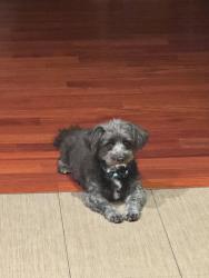 Reunited Male Dog last seen Thai Temple, Los Angeles, CA 91605