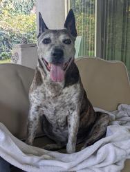 Reunited Male Dog last seen Elsinore Road near Andulka Park, Riverside, CA 92506