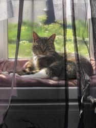 Lost Male Cat last seen Appalachian Crescent and Kingswood, Kitchener, ON 