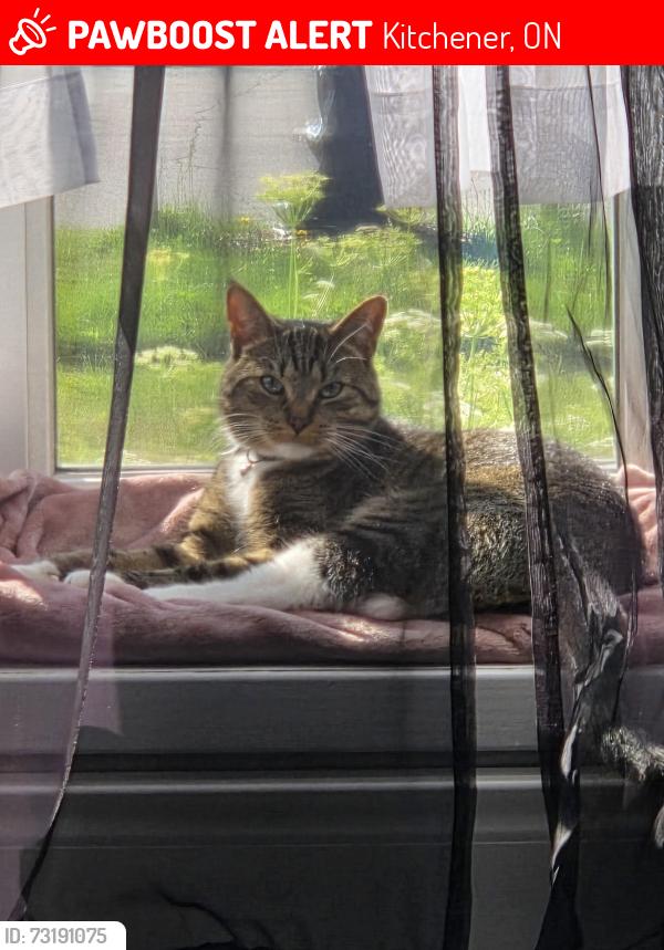 Lost Male Cat last seen Appalachian Crescent and Kingswood, Kitchener, ON 