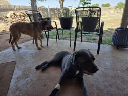 Found/Stray Male Dog last seen Piedmont Park, Piedmont, OK 73078