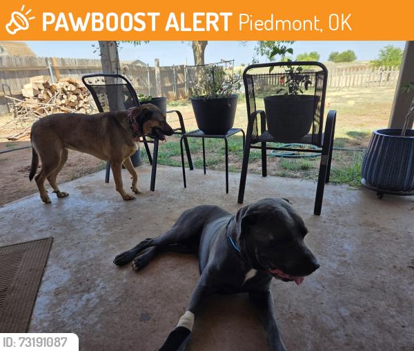Found/Stray Male Dog last seen Piedmont Park, Piedmont, OK 73078