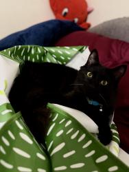 Reunited Female Cat last seen On walnut and Whittier, La Habra, CA 90631