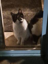 Lost Female Cat last seen Lehigh and Rugen, Glenview, IL 60025