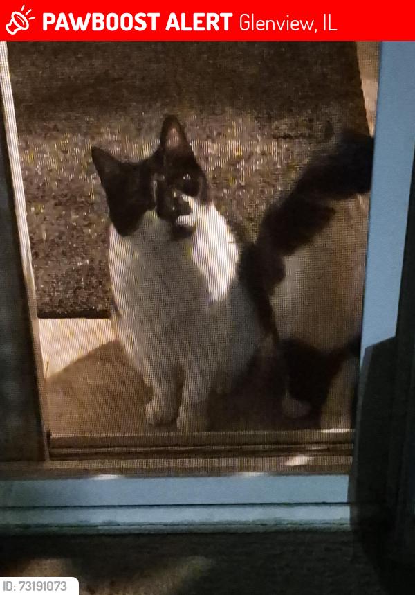 Lost Female Cat last seen Lehigh and Rugen, Glenview, IL 60025