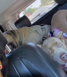 Reunited Unknown Dog last seen Goldfield and deer spring, North Las Vegas, NV 89031
