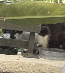 Found/Stray Unknown Cat last seen Superior Blvd. and Hospital Road, Newport Beach, CA 92663