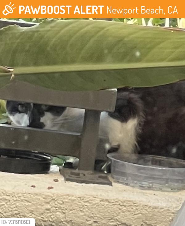 Found/Stray Unknown Cat last seen Superior Blvd. and Hospital Road, Newport Beach, CA 92663