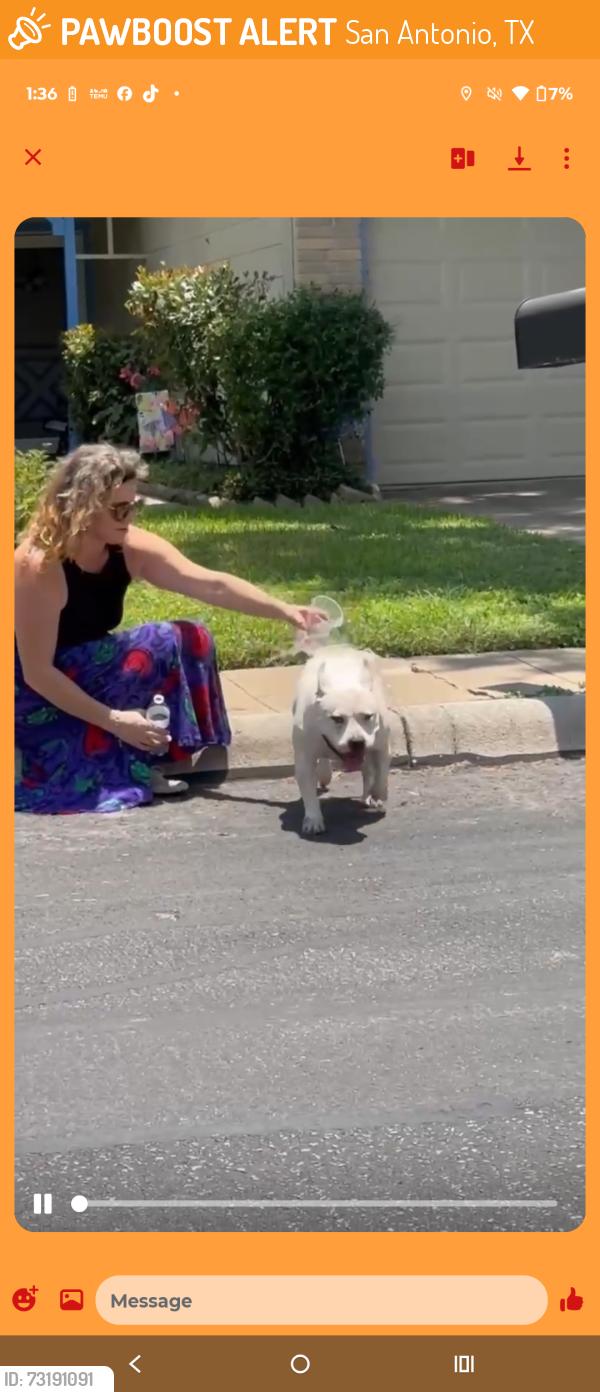 Found/Stray Female Dog last seen Hardesty, San Antonio, TX 78250