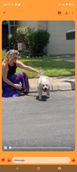 Found/Stray Female Dog last seen Hardesty, San Antonio, TX 78250