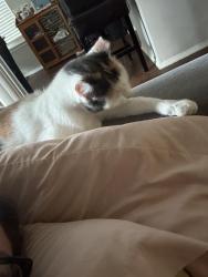 Reunited Female Cat last seen Hunt club Gaithersburg, Gaithersburg, MD 20879