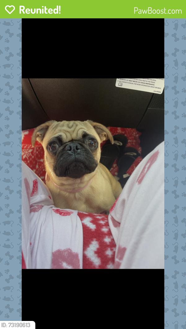 Reunited Female Dog last seen New braunfels, San Antonio, TX 78203