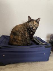 Lost Female Cat last seen Toyon Court, San Jose, San Jose, CA 95127