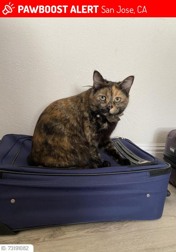 Lost Female Cat last seen Toyon Court, San Jose, San Jose, CA 95127