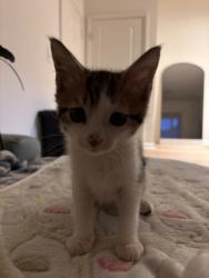 Shelter Stray Male Cat last seen Near Giles rd, 21225, MD, 2490 Giles Rd, Baltimore, MD 21225, USA