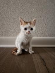 Shelter Stray Male Cat last seen Near Giles rd, 21225, MD, 2490 Giles Rd, Baltimore, MD 21225, USA