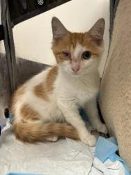 Shelter Stray Male Cat last seen Near Patton Dr SW, Atlanta, GA, 1251 Fulton Industrial Blvd NW, Atlanta, GA 30336, USA