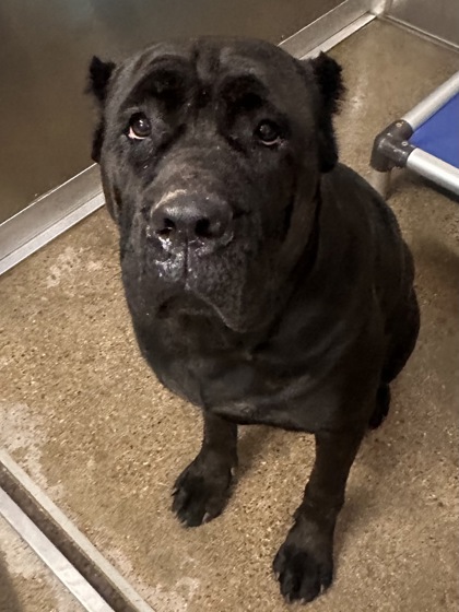 Shelter Stray Female Dog last seen Near empire, 5th District, OH, 9203 Detroit Ave, Cleveland, OH 44102, USA