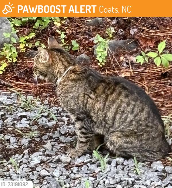 Found/Stray Unknown Cat last seen Coats off of NC 27, Coats, NC 27521